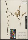 Foto von Salix L.